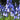 Blooming blue spanish bluebells