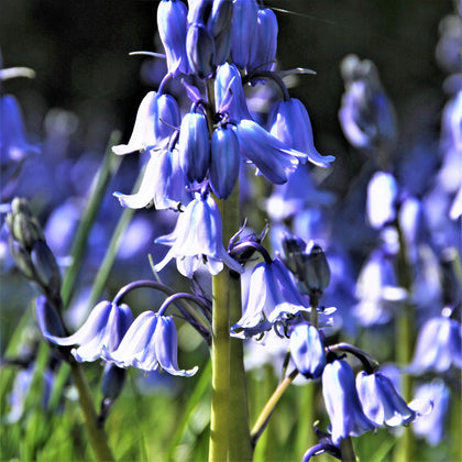 Lovely Clear Blue Spanish Bluebells Bulbs for Sale | Blue – Easy To ...