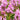 blooming pink spanish bluebells
