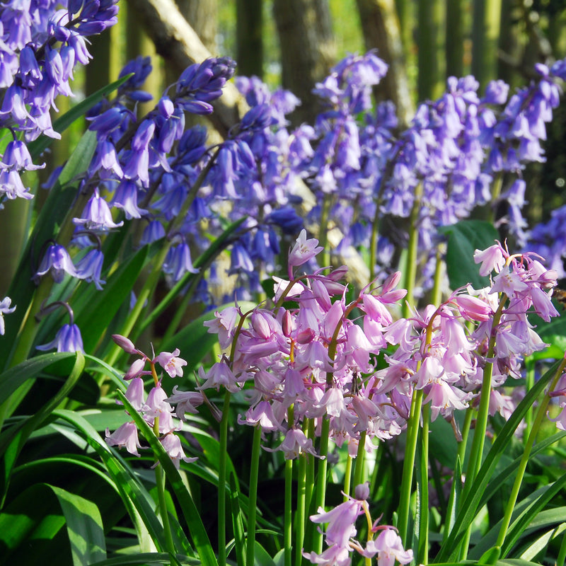 blue and pink bluebells