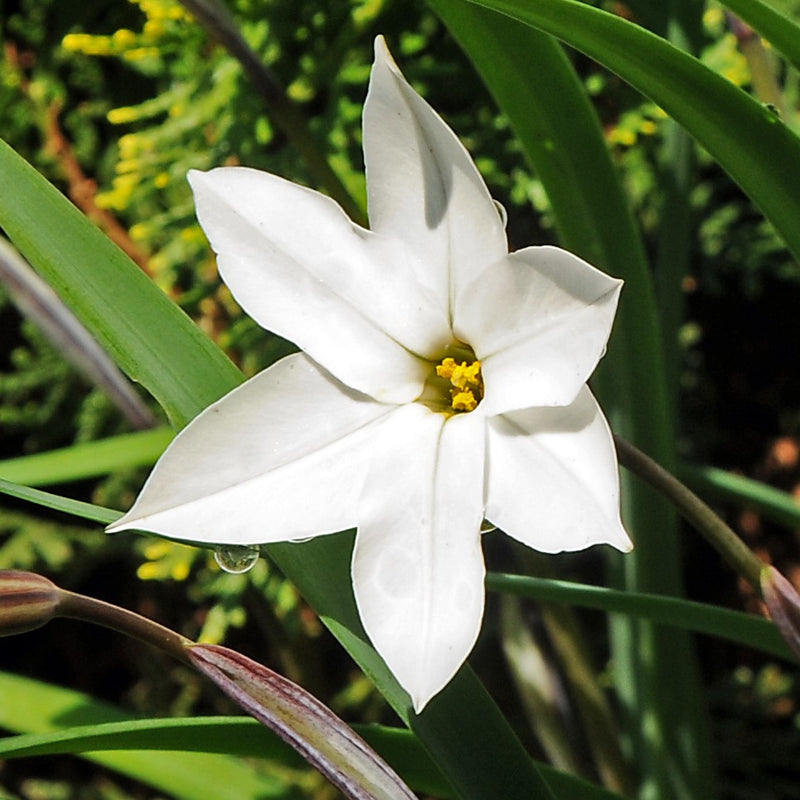 White Starflower