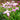 Pink Charlotte Bishop Starflowers