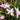 Bold Pink Starflower Charlotte Bishop Blooms