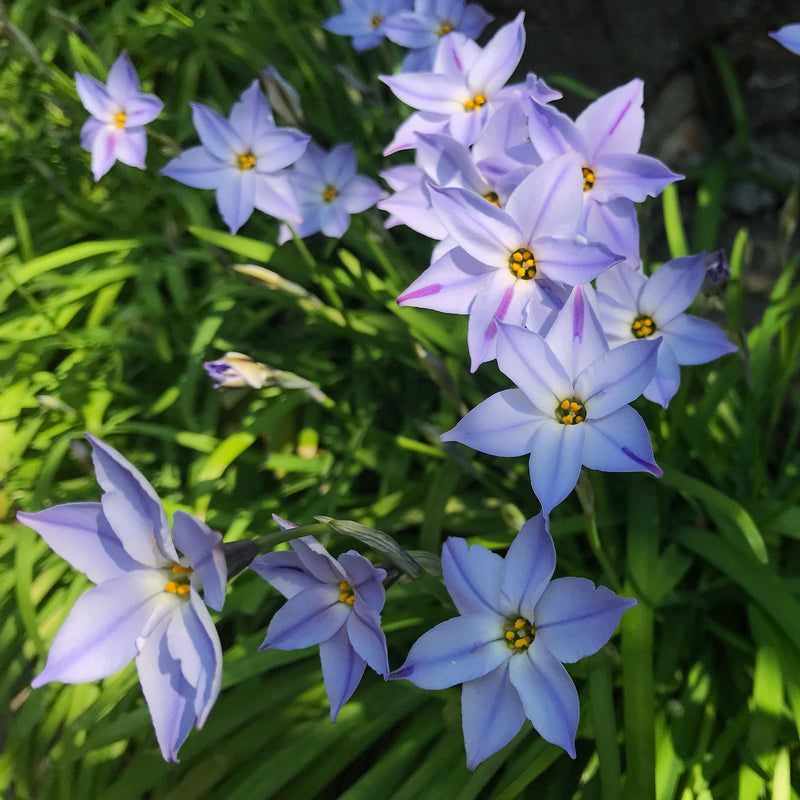 Clustered Blue Starflowers