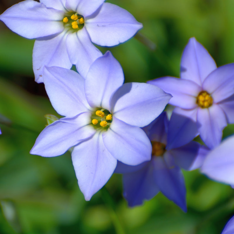 Delicate Blue Starflower Blooms