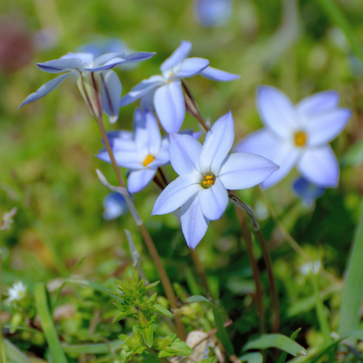 Spring Starflower Size Star Flower New Star Flower Box Escada Flower