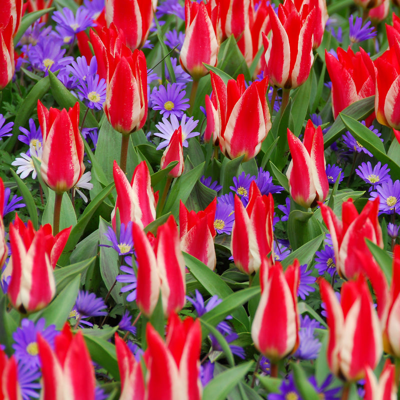 Red and White Striped Tulip Flowers with Blue Anemone Flowers