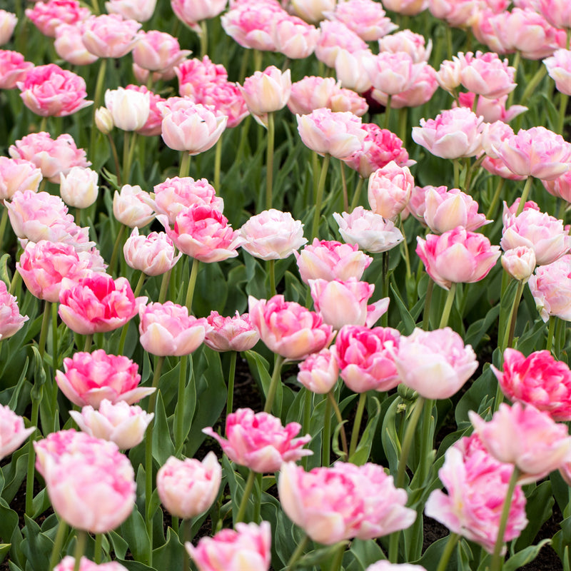 Multiple Shades of Pink Angelique Tulips