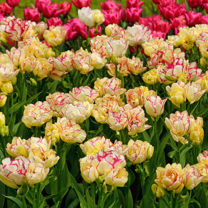 Ample Two-Toned Belicia Tulip Blooms
