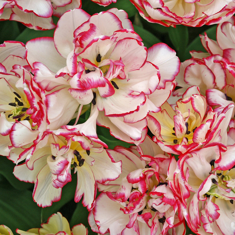 Contrasting Pink and White Belicia Tulips