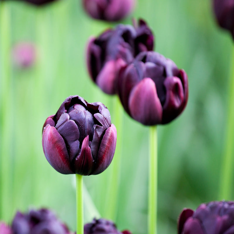 Dramatically Dark Black Hero Tulips