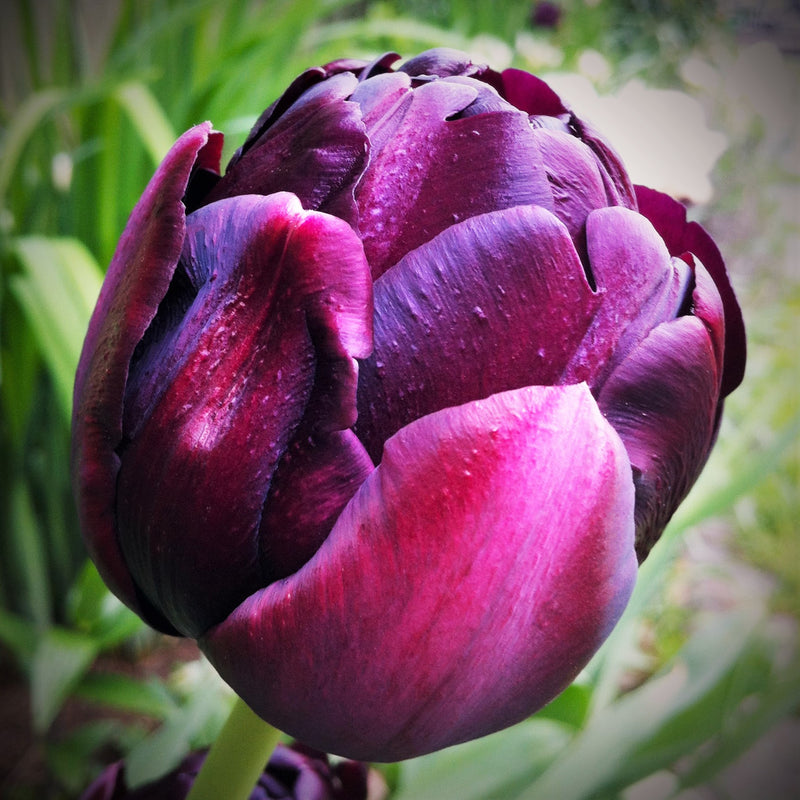 Dark Maroon Tulip Bloom