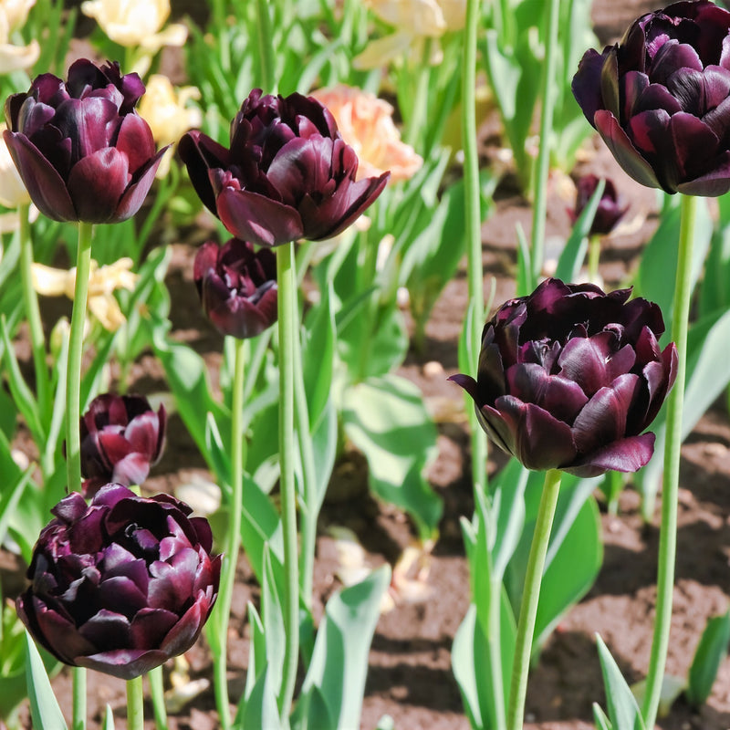 A Grouping of Black Hero Tulips