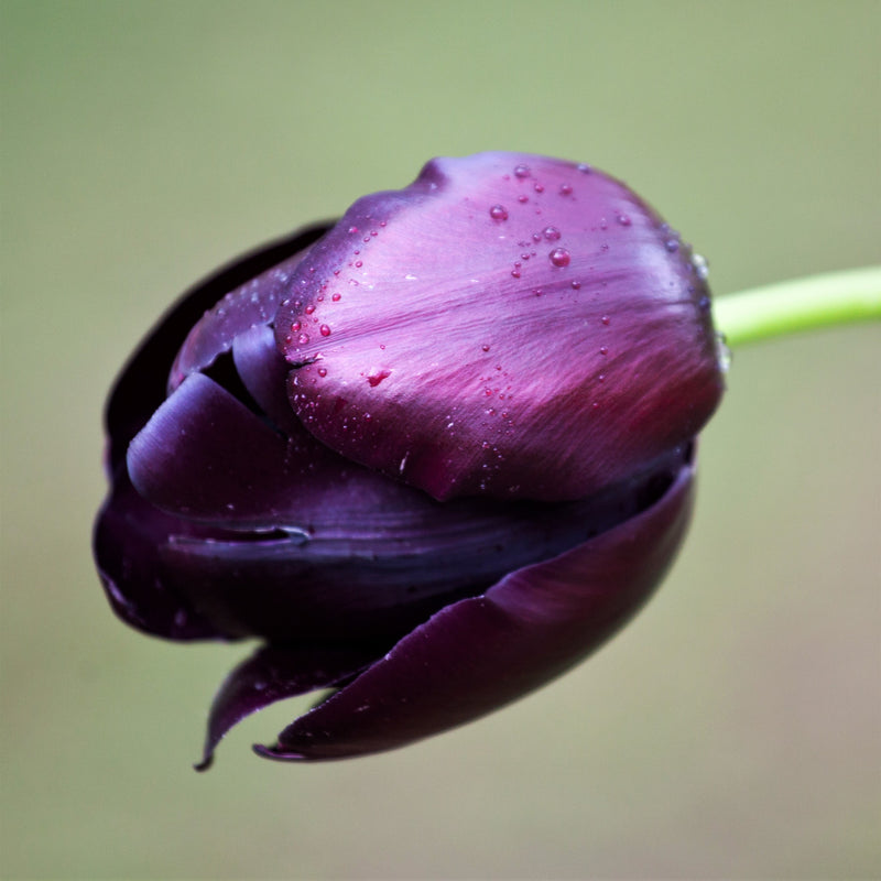 Dark Purple Black Hero Tulip
