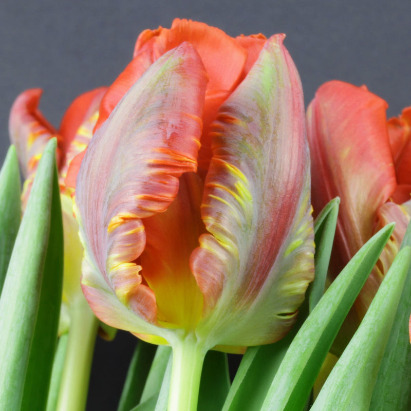 Multi-Colored Blumex Tulip