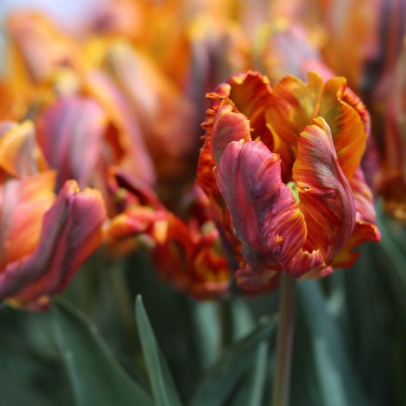 Fiery Hued Blumex tulip