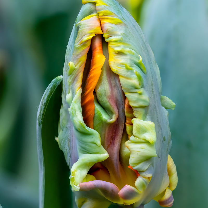 Green Exterior Petals of the Blumex Tulip