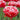 Rosy-Red Fringed Brest Tulip