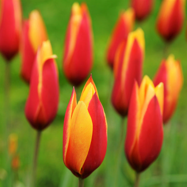 Bold Bicolor Tulip Bulbs for Sale Online Clusiana Chrysantha Easy