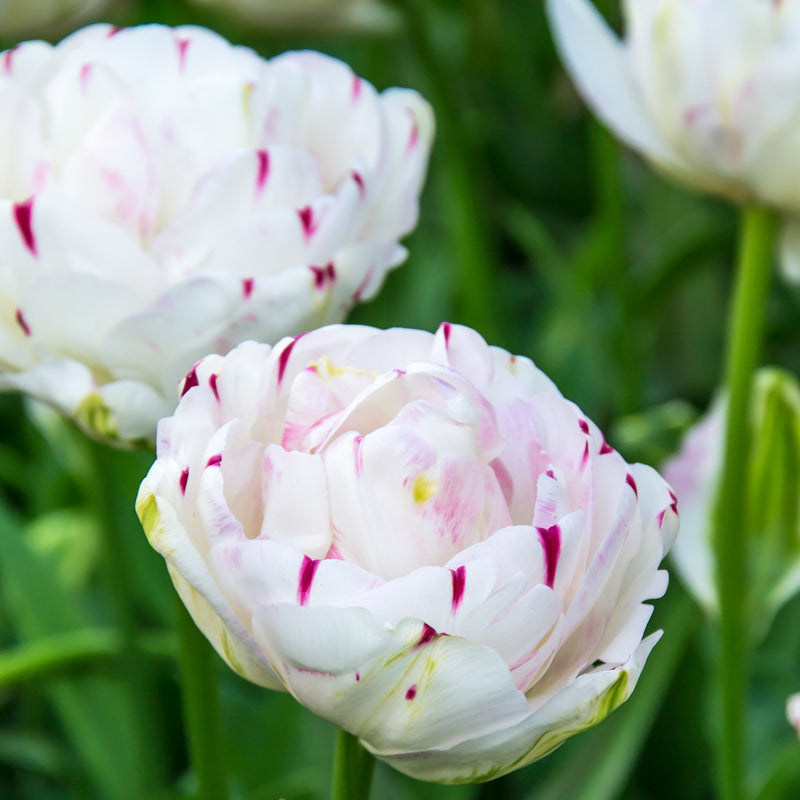 White and Speckled Pink Danceline Tulip