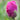 Purple Tulip Bud