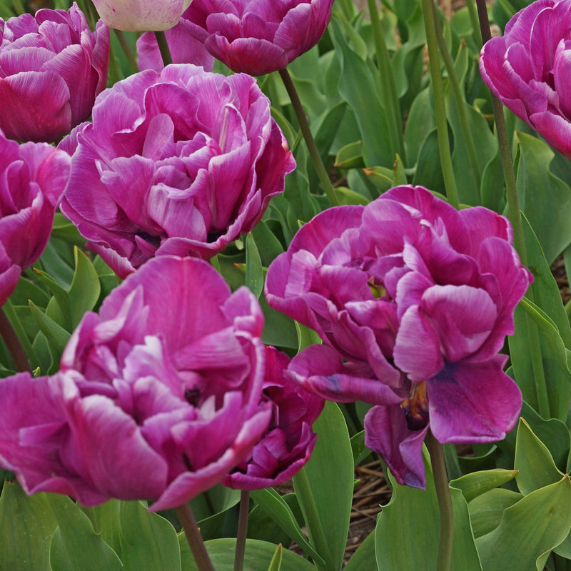 Multiple Double Negrita Tulip Blooms