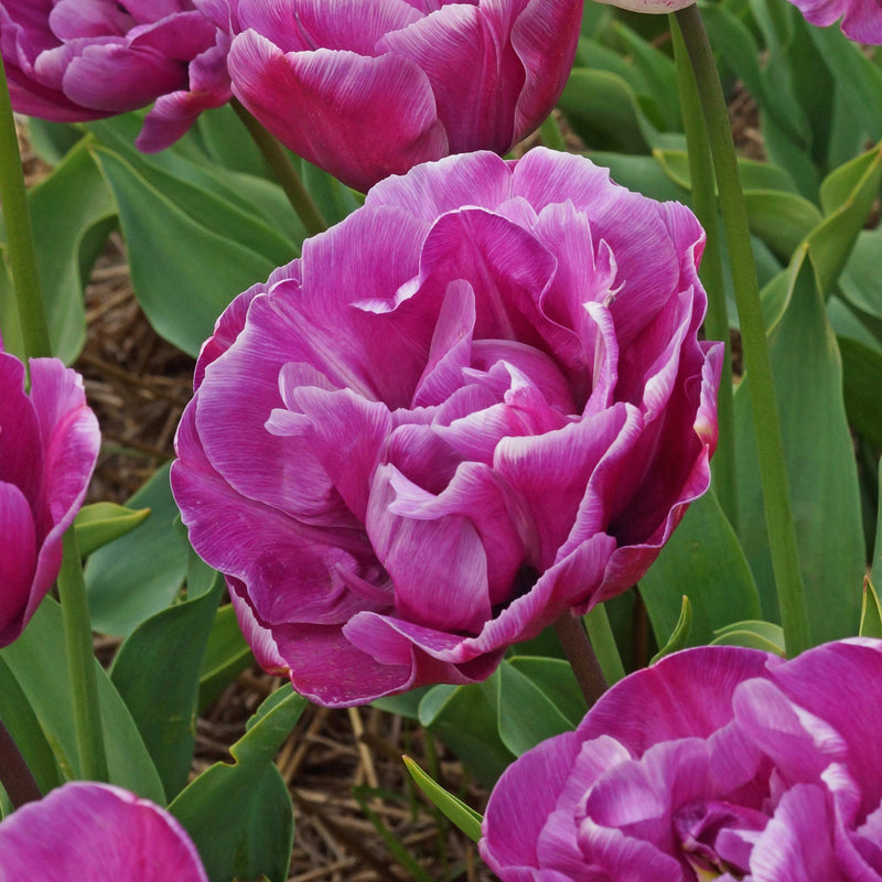Fully-Bloomed Double Negrita Tulip