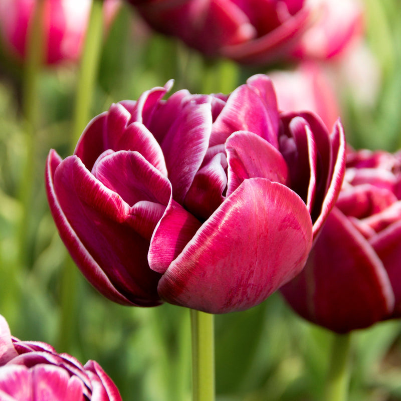 Beautiful Pink and White Double-Flowering Tulip