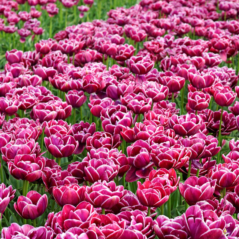 A Field Full of Two-Toned Dream Touch Tulips