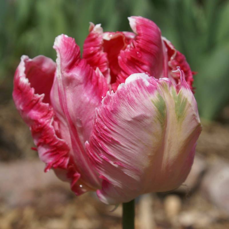 Multiple Shades of Pink Come Together in the Petals of the Fantasy Parrot Tulip