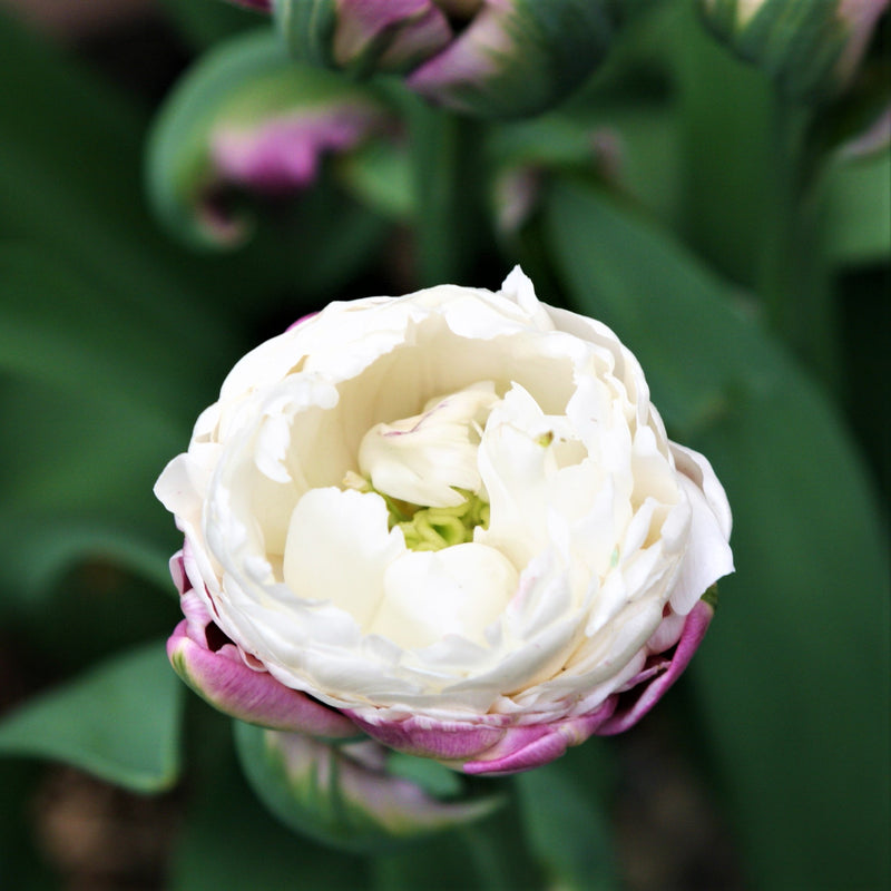 White Petals of the Ice Cream Tulip