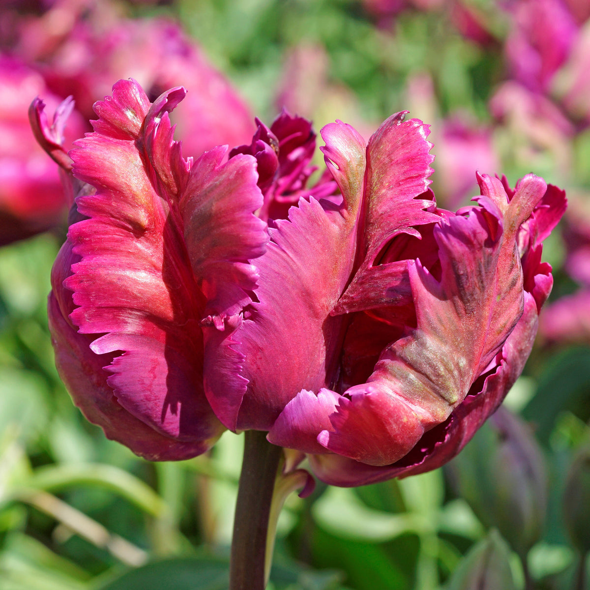 Bold Maroon & Pink Tulip Bulbs for Sale Online | Negrita Parrot – Easy ...