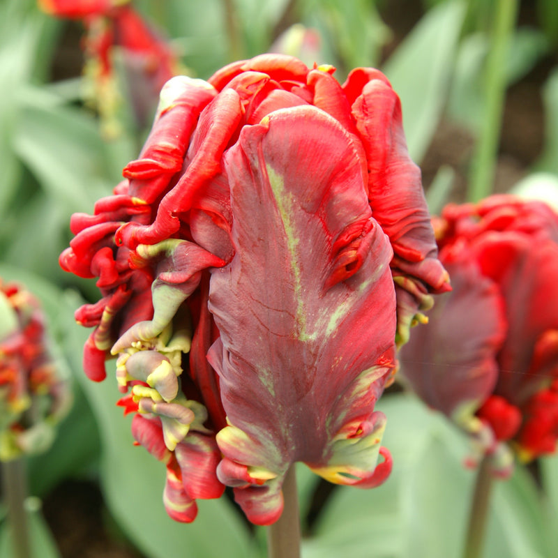 Intriguing Ripply Petals on the Rococo Tulip