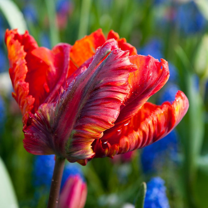 Multi-Colored Rococo Tulip