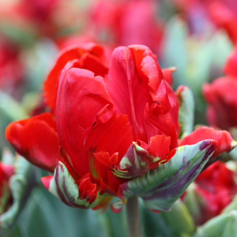 Red Tulip Petals