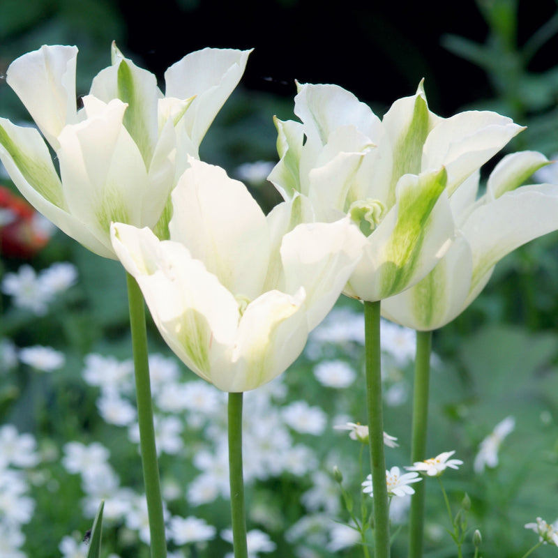 Bright White and Green Spring Green Tulips