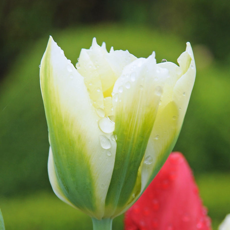 Bicolored Spring Green Tulip