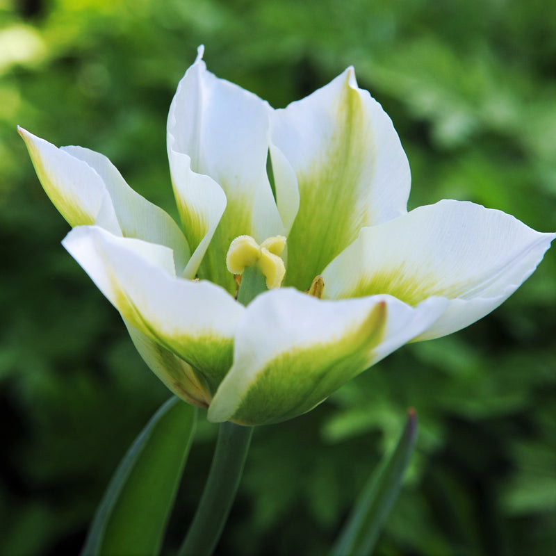 Fully Bloomed Green and White Tulip