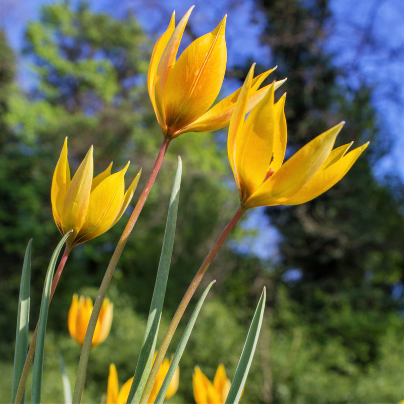 Uniquely Shaped Yellow Sylvestris Tulips