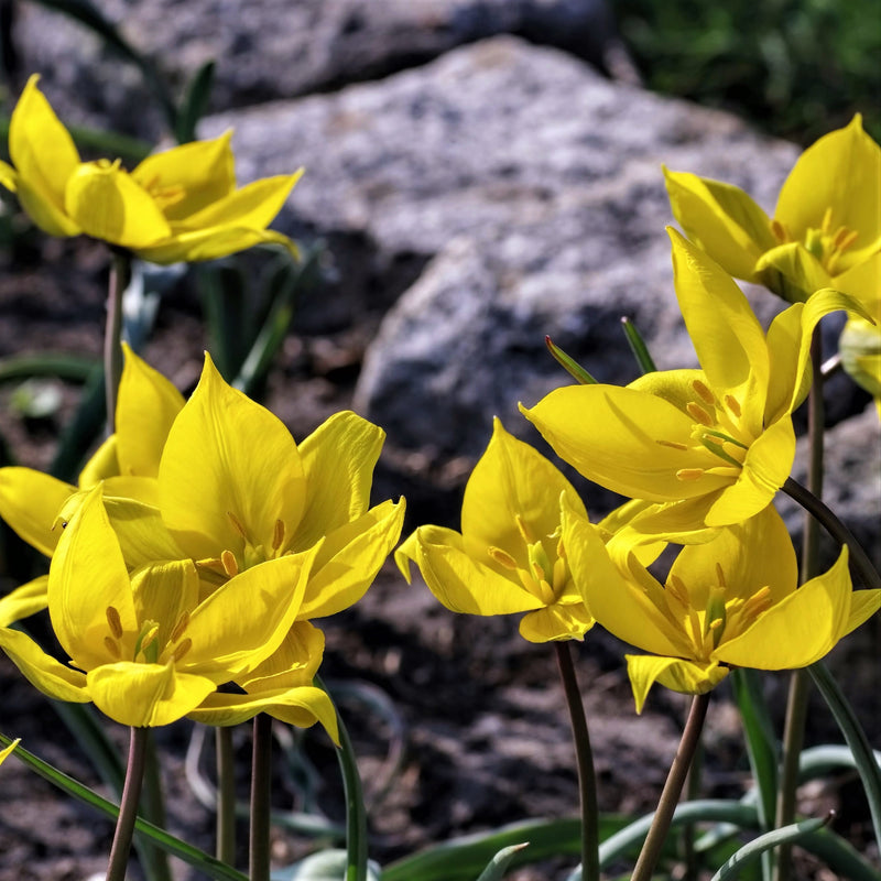Bright Yellow Grouping of Sylvestris Tulips