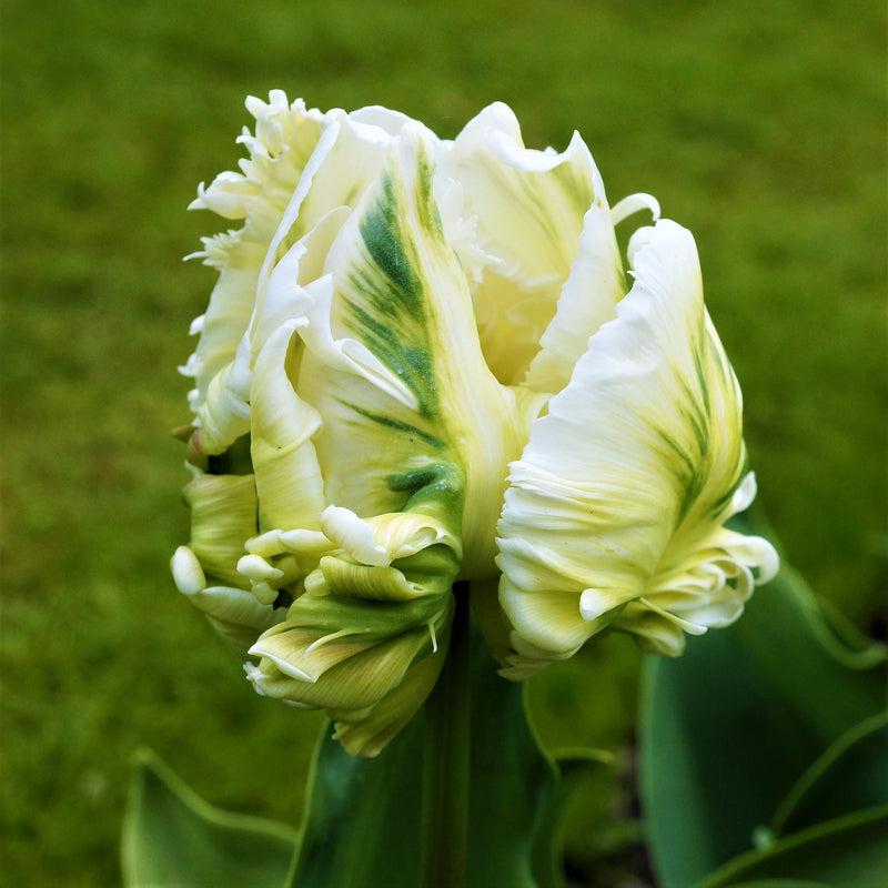 Ruffly White and Green Parrot Tulip