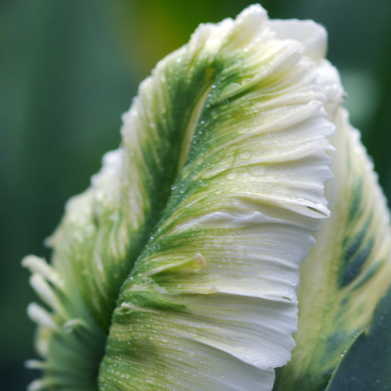 Up-Close View of Dew-Covered White Parrot Tulip