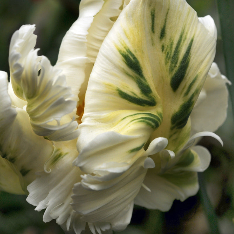 Ruffled White Tulip Petals