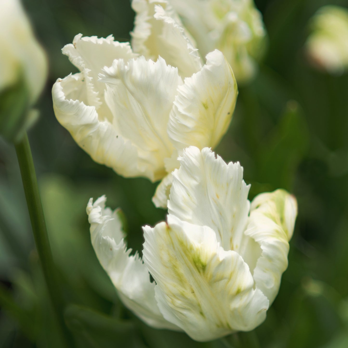 A Duo of White Parrot Tulips