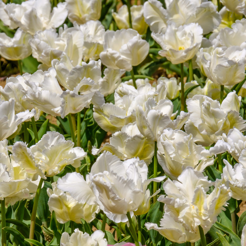 Ample White Parrot Tulip Blossoms