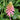 Light Pink Veltheimia Bracteata