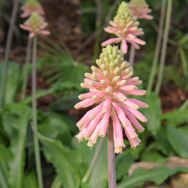 Pink and Yellow Veltheimia Flowers