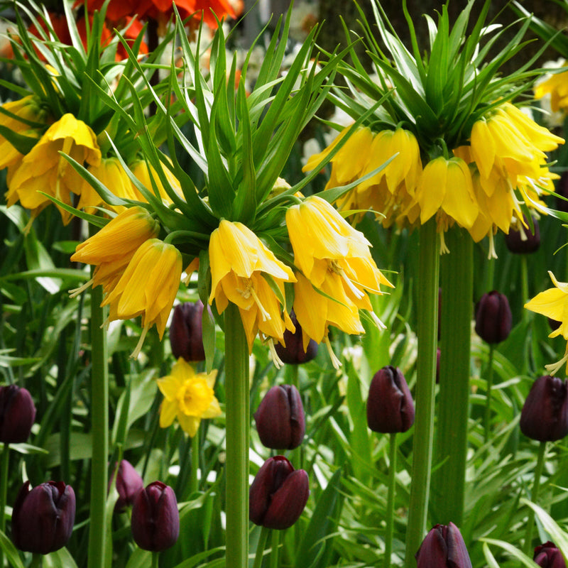 Spiky Green and Yellow Fritillaria Blooms