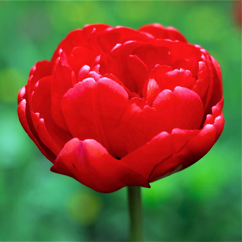 Red Tulip Abba