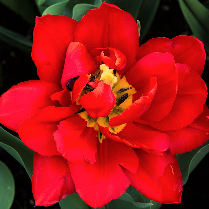 Top View of a Bloomed Tulip Abba